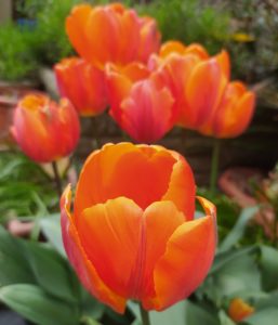 Close-up of a group of orange tulips