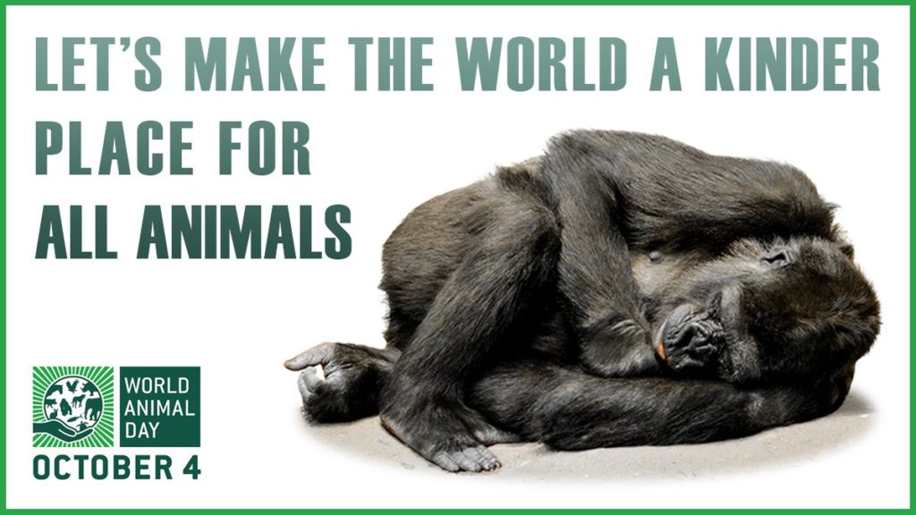 A poster for World Animal Day showing a chimpanzee curled foetally on his or her side accompanied by the words 'Let's Make The World a Kinder Place For Animals'.