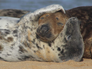 Two young Atlantic grey seals, a male and a female, are playing on a sandy beach. The speckled grey female lies on her back and one of her front flippers is wrapped around the head of the male so that it looks as if they are embracing. 