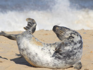 A young Atlantic grey seal - about six months old - is on a sandy beach with white foamy waves in the background. The seal's head and rear flippers are raised, and his/her body is in a flexible U-shape.