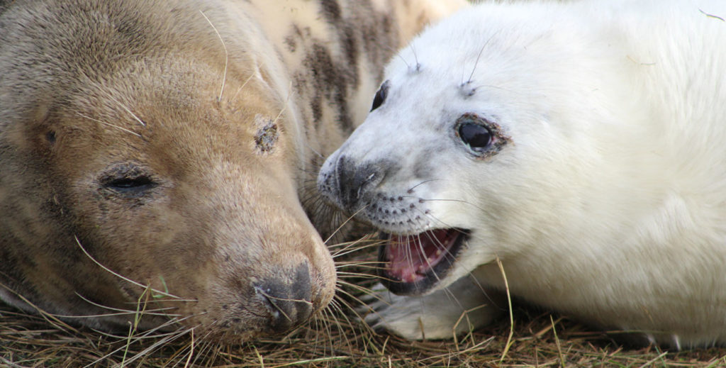 Close-up of the faces of two Atlantic grey seals - a fluffy white pup, mouth open, squawking for food, and his/her sleepy mother.