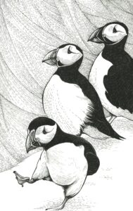 A black-and-white illustration by Pat Gregory featuring three waddling puffins.