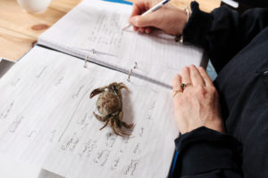 An A4 ring binder full of paper lies open on a table in one of Susan's nature-themed writing workshops. The moulted exoskeleton of a crab lies on one sheet of paper and a hand belonging to one of the workshop participants writes on another sheet.
