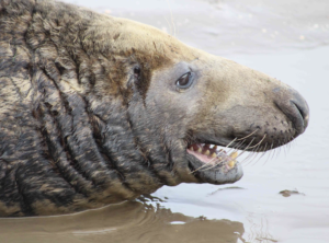 Close-up, side view of the neck, face  and long snout of a grey seal bull. He is looking to the right, his mouth is partly open and his bottom row of teeth are visible.