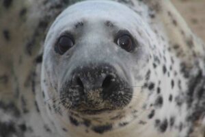 Close-up image of the face of an adult female Atlantic grey seal.